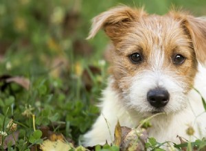 犬はアーモンド バターを味わうことができますか?