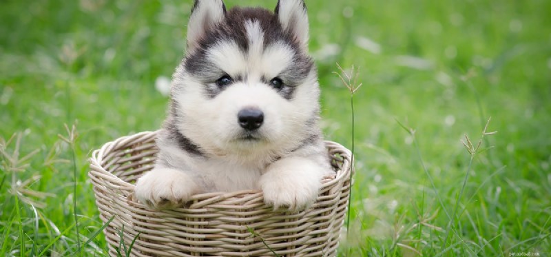 Les chiens peuvent-ils goûter la compote de pommes ?