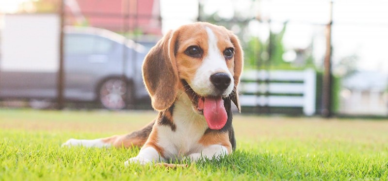 Os cães podem provar compota de maçã?