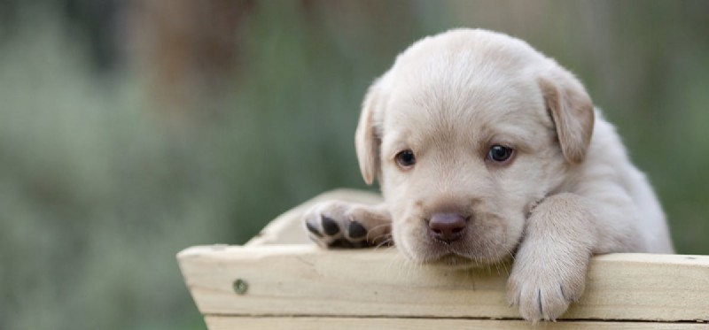 Os cães podem provar aspargos?