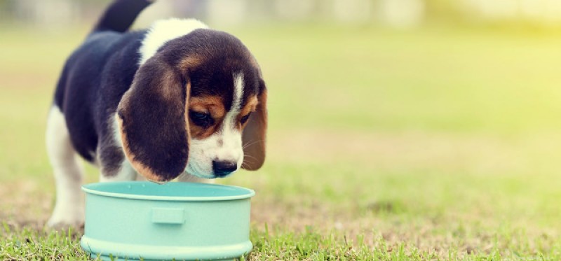 I cani possono assaggiare i fagioli al forno?