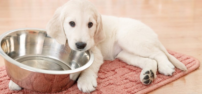 개가 구운 콩을 맛볼 수 있습니까?