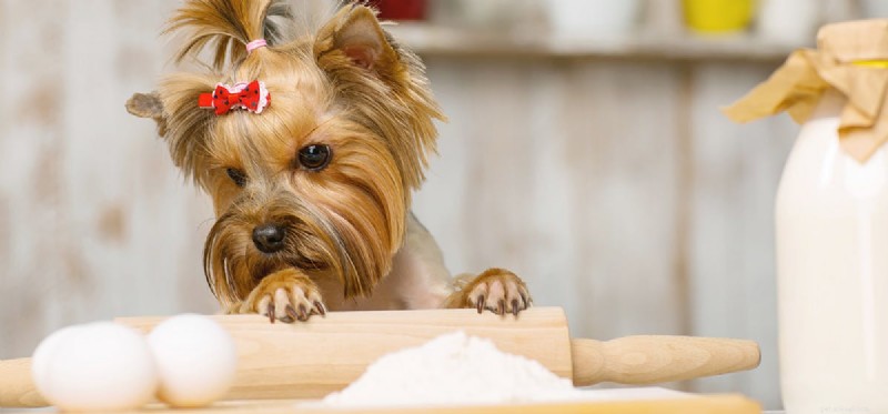 Kunnen honden gebakken bonen proeven?