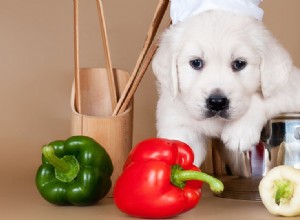 犬はピーマンを味わうことができますか?