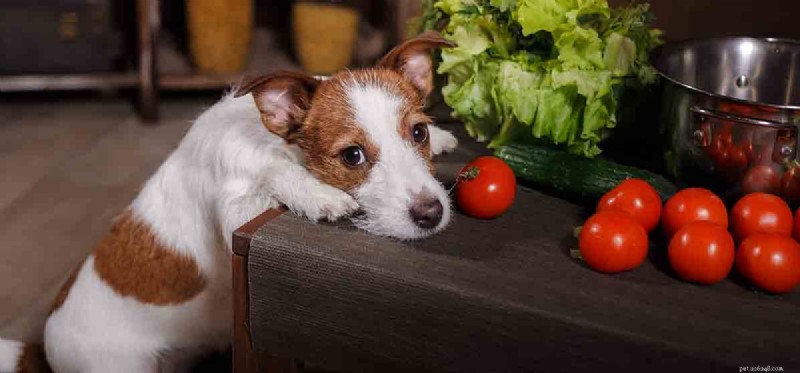 Os cães podem provar pimentão?