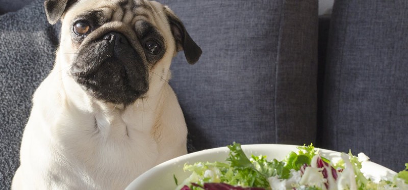 Os cães podem provar pimentão?