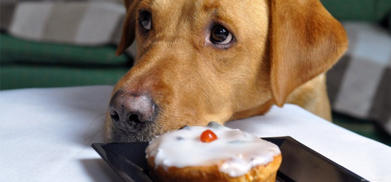 Kan hundar smaka bättre än människor?