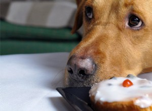 Могут ли собаки вкуснее людей?
