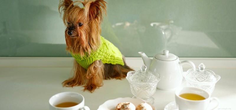 Os cães podem provar chá preto?