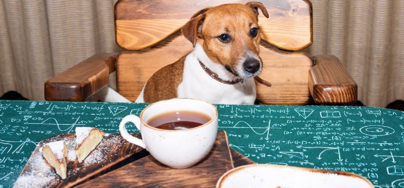 Kan hundar smaka svart te?