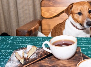 Могут ли собаки пробовать черный чай?