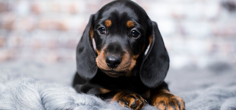 Os cães podem provar chá preto?