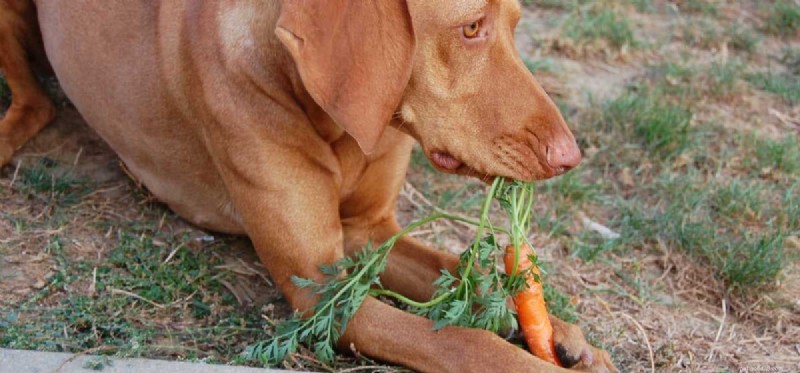 Os cães podem provar cenouras?