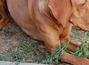 犬はニンジンの味がする?