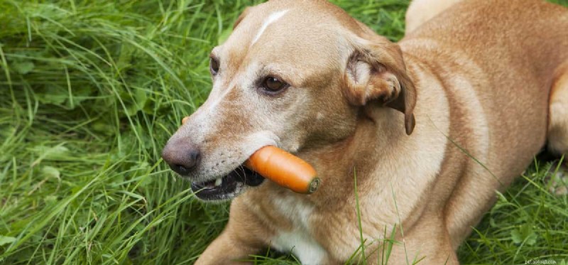 Os cães podem provar cenouras?