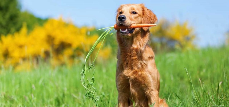 Os cães podem provar cenouras?
