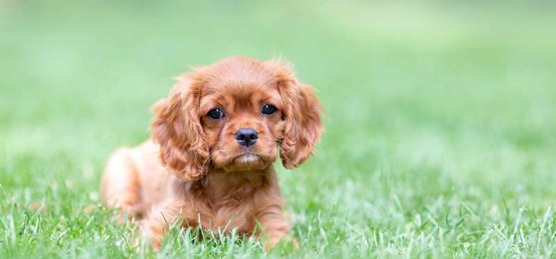 Les chiens peuvent-ils goûter les noix de cajou ?