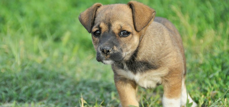 Os cães podem provar couve-flor?