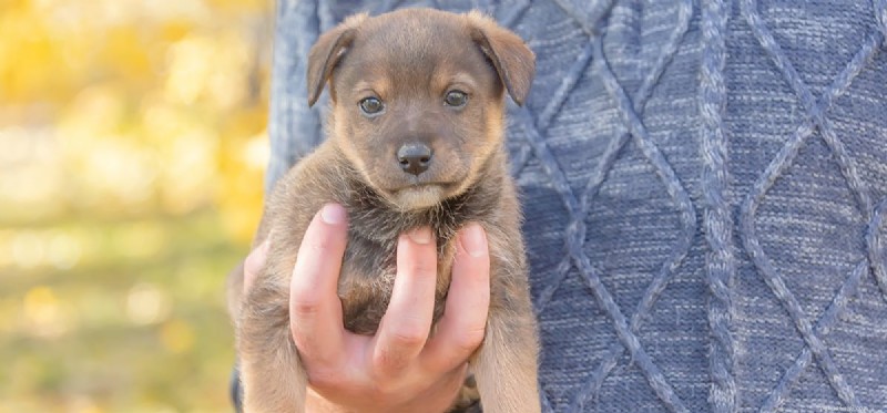 I cani possono assaggiare il cavolfiore?