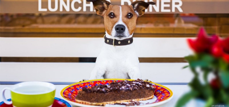 I cani possono assaggiare cibi al cioccolato?
