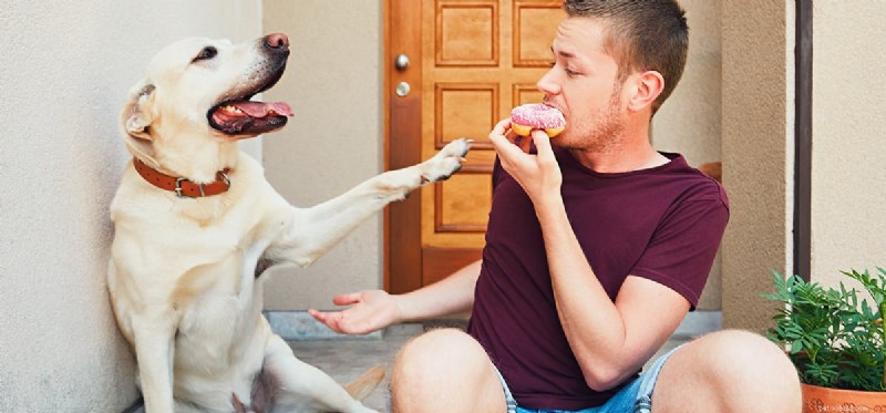 Kunnen honden chocoladeachtig voedsel proeven?