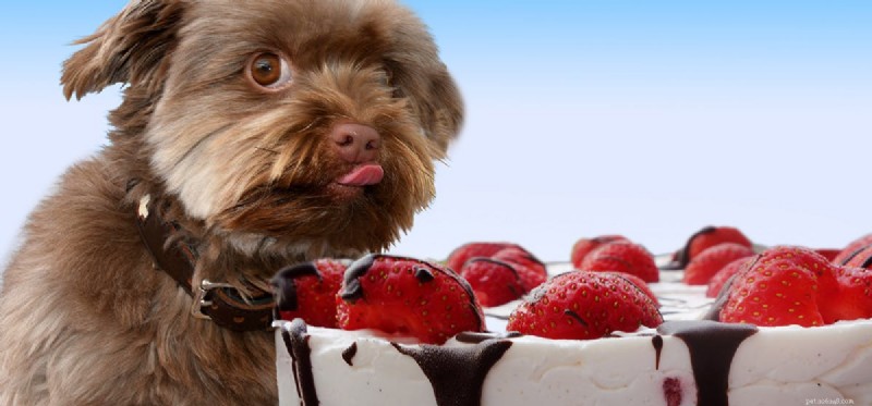 Les chiens peuvent-ils goûter à la nourriture chocolatée ?