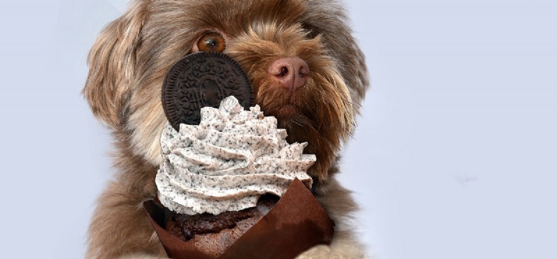 Kunnen honden chocoladeachtig voedsel proeven?