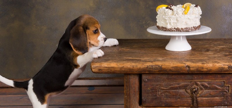 Les chiens peuvent-ils goûter une nourriture crémeuse ?
