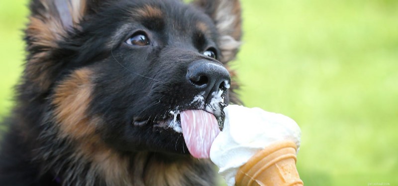 Kunnen honden romig voedsel proeven?