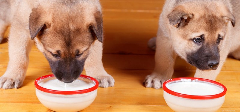 Os cães podem provar comida cremosa?