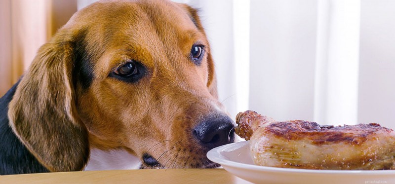 Kan hundar smaka krispig mat?