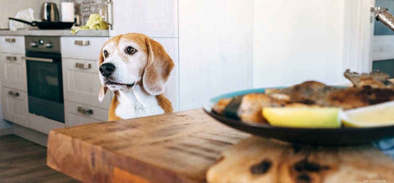 Kunnen honden knapperig eten proeven?