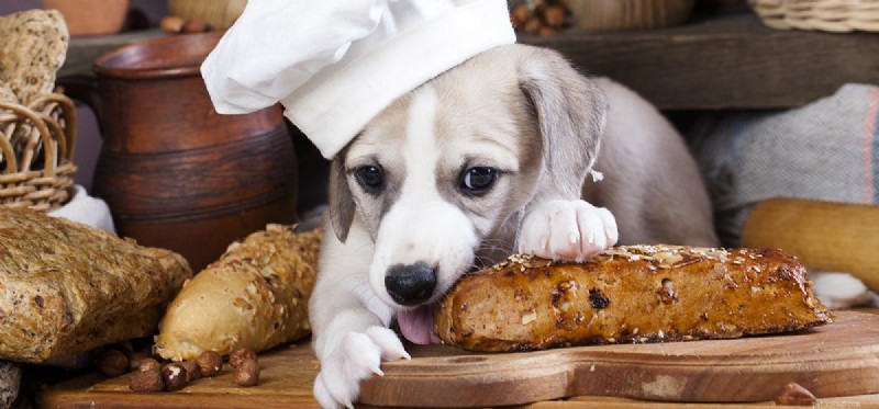 강아지가 반죽 음식을 맛볼 수 있습니까?