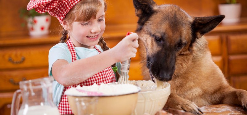 Os cães podem provar comida pastosa?