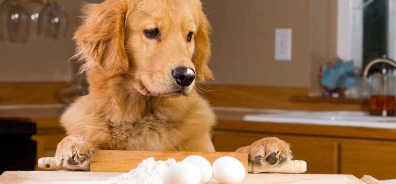Могут ли собаки пробовать рыхлую пищу?