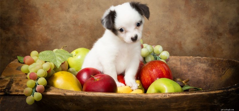 Могут ли собаки пробовать фруктовую пищу?