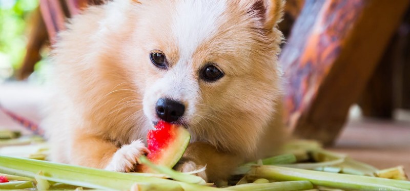개가 과일 음식을 맛볼 수 있습니까?