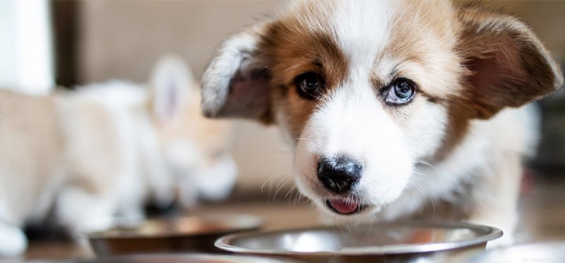 I cani possono assaggiare Gatorade?