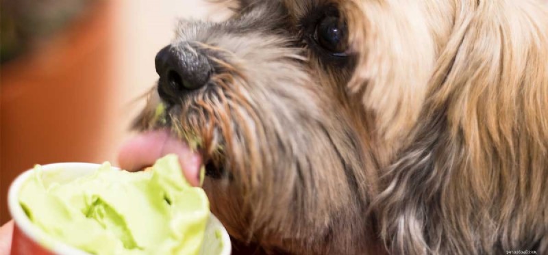 Os cães podem provar temperos picantes?