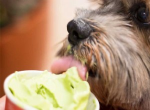 개가 매운 향신료를 맛볼 수 있습니까?