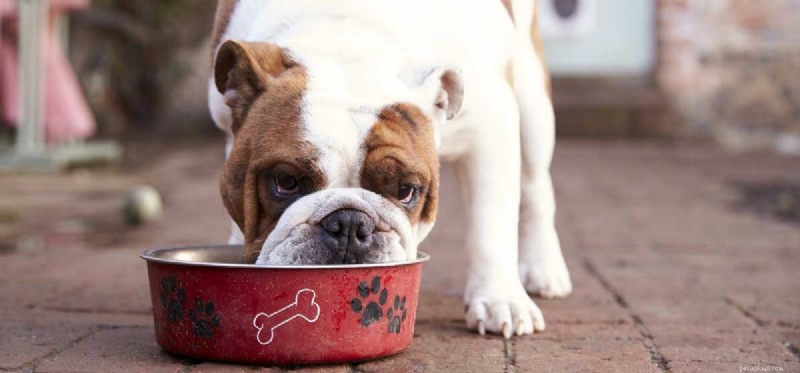 犬はホット スパイスを味わうことができますか?