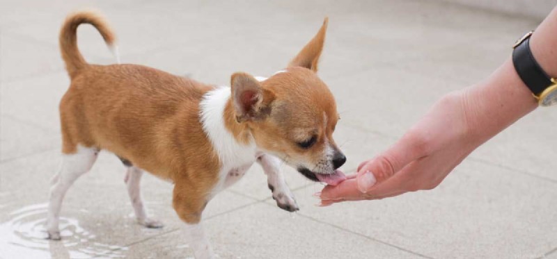 Os cães podem provar temperos picantes?