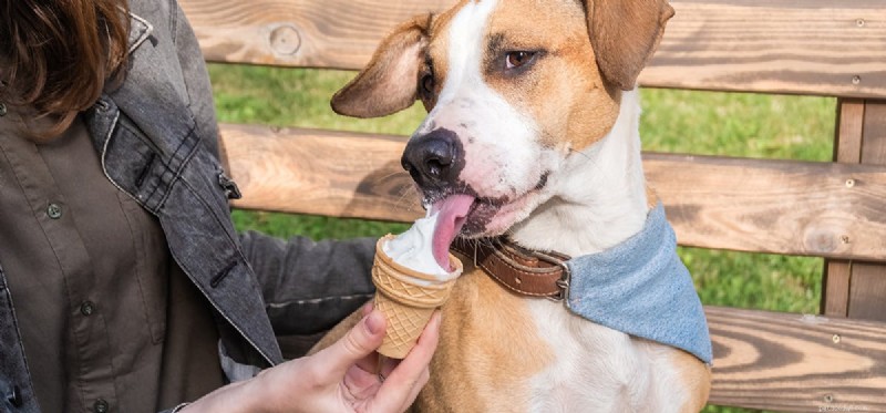 Os cães podem provar sorvete?