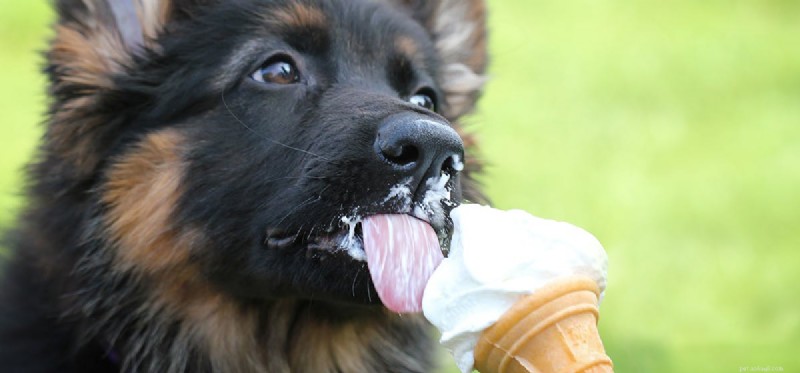 Kunnen honden ijs proeven?