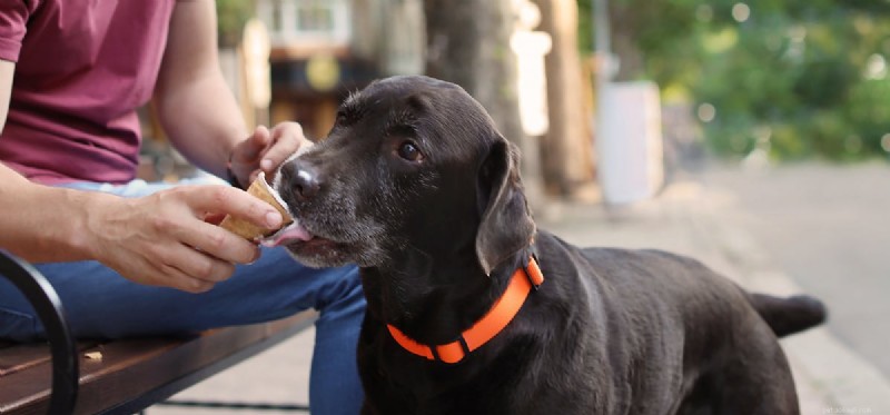 犬はアイスクリームを味わうことができますか?