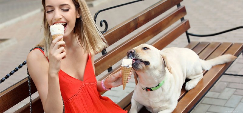 Os cães podem provar sorvete?
