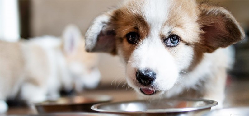 Kunnen honden papperig eten proeven?