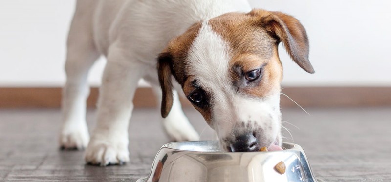 Les chiens peuvent-ils goûter la nourriture pâteuse ?