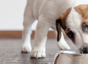 犬はどろどろした食べ物を味わうことができますか?