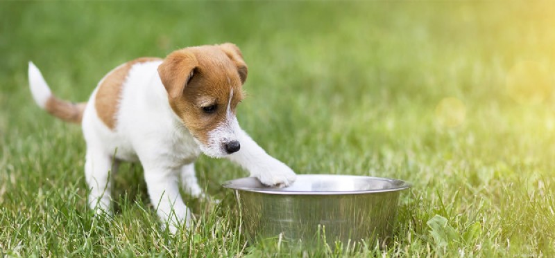 Kunnen honden papperig eten proeven?